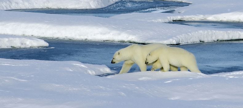 Mother and polar bear cubs