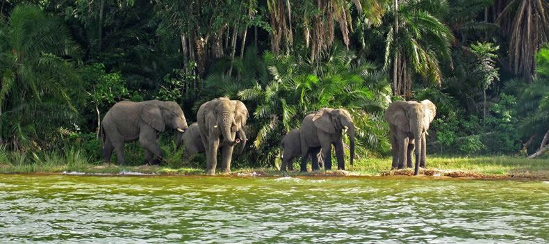 Elephants gather along the shore of Rubondo Island