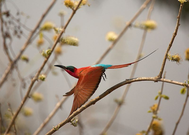 Bird in flight by David Fettes