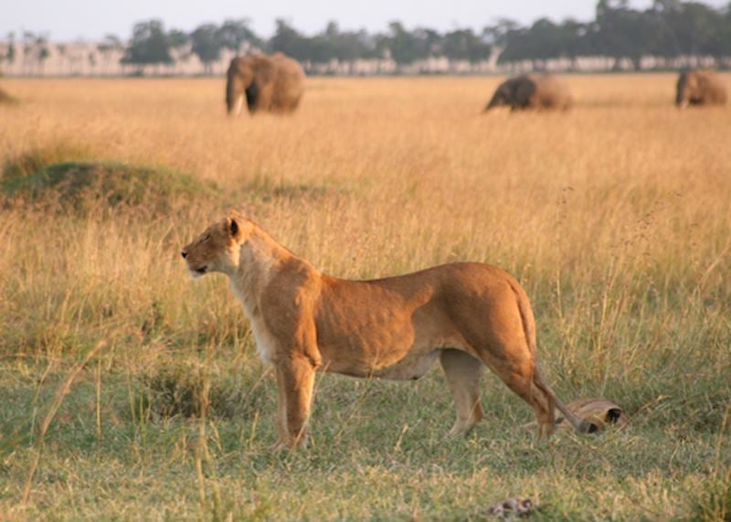 Lioness, sunset, Masai Mara