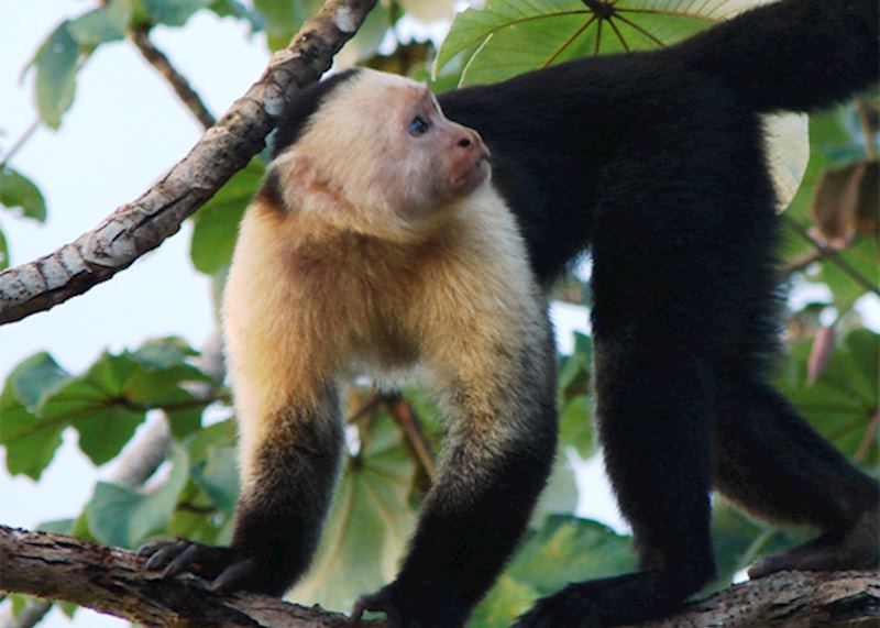 Corcovado National Park, Costa Rica