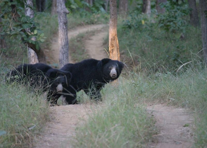 Sloth bears, Satpura National Park