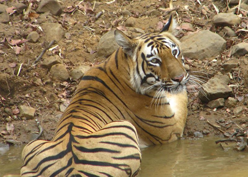 Tadoba National Park, India