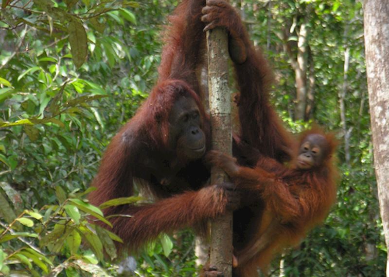 Tanjung Puting National Park, Kalimantan, Indonesia