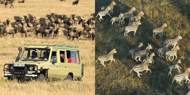 The Great Migration, Tanzania v The Zebra Migration, South Africa
