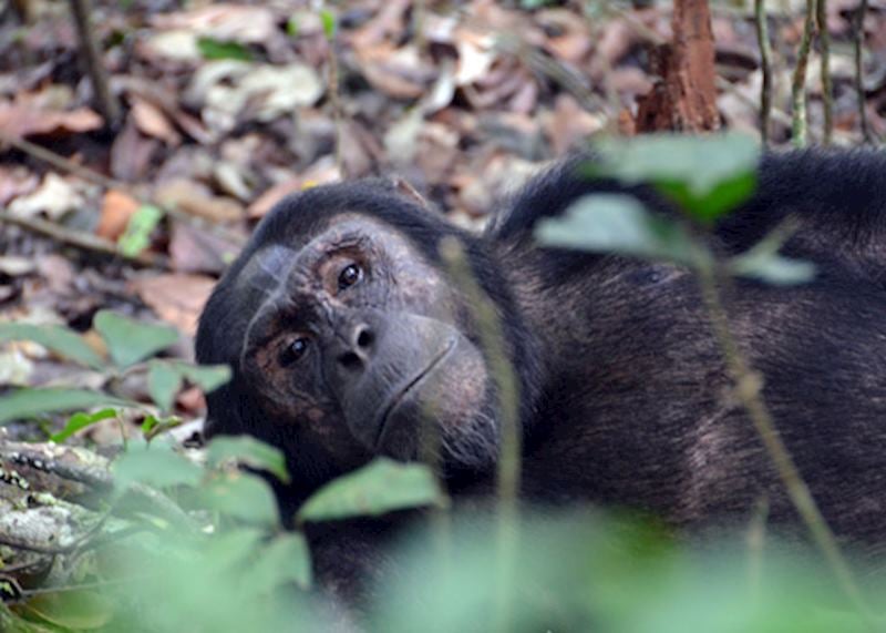 Chimpanzee in Kibale National Park