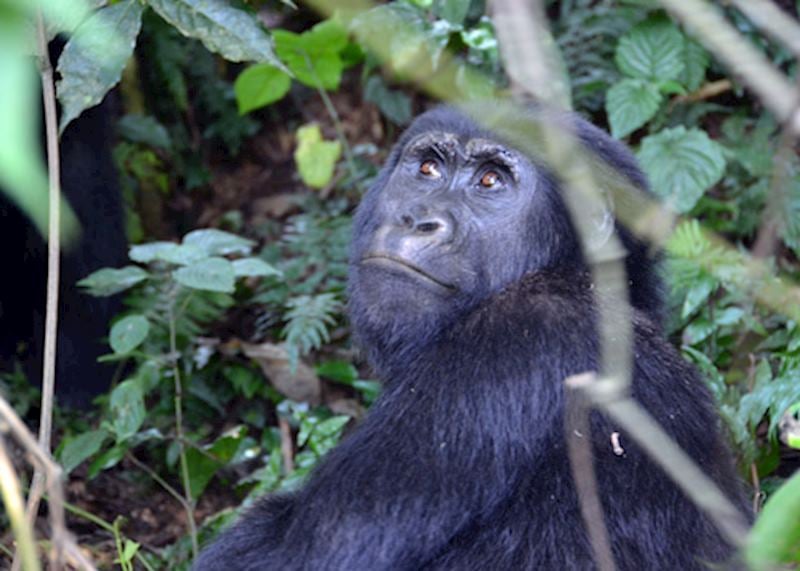 Getting up close with the Mubare gorilla group in the Bwindi Impenetrable Forest
