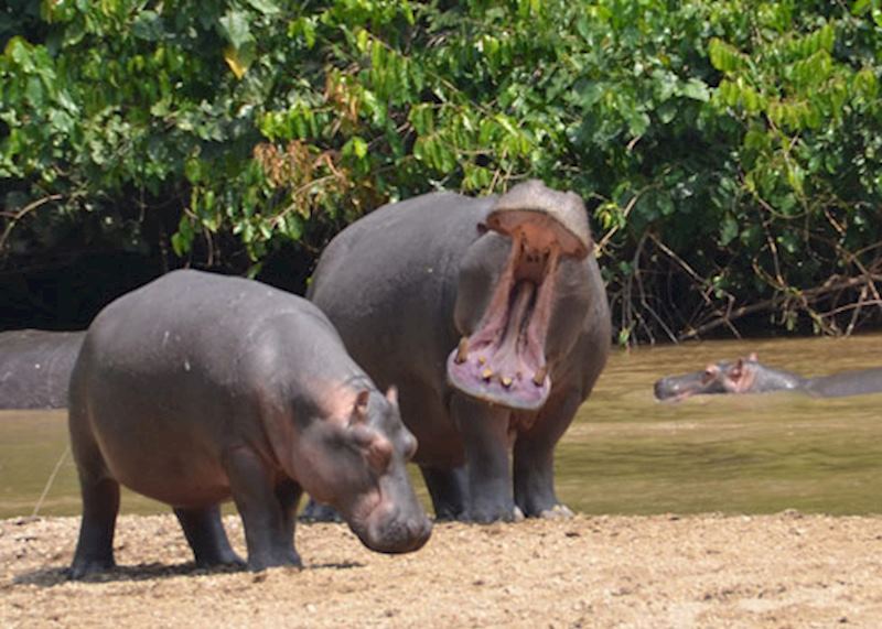 Hippo in Queen Elizabeth National Park