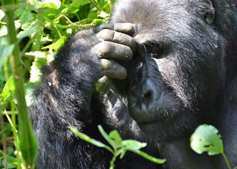Kanyonyi the gorilla looks deep in thought in Uganda's Bwindi Forest
