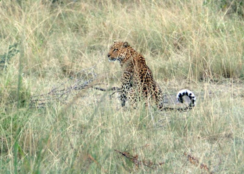 Leopard in Queen Elizabeth National Park