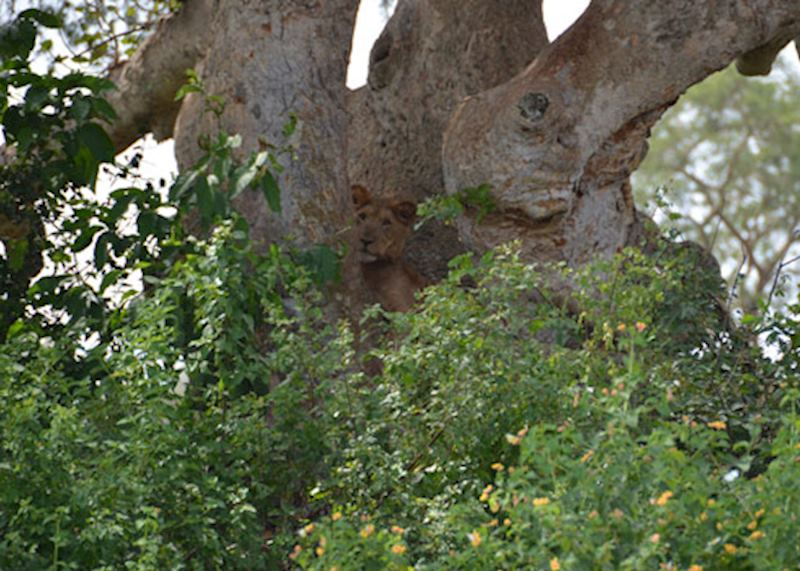 Lion resting in a tree, Uganda