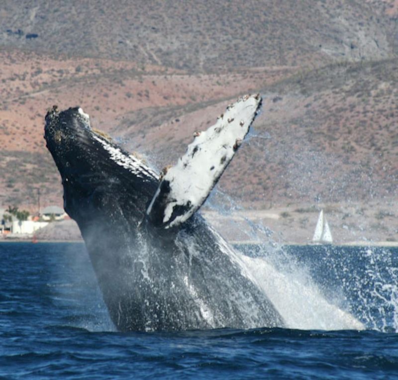 Humpback whale breaching, Baja, Mexico