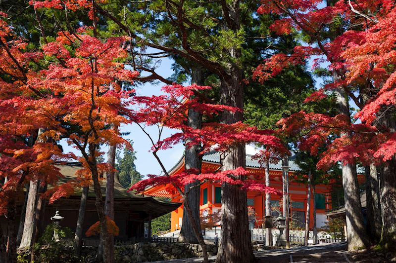 Mount Koya autumn colours
