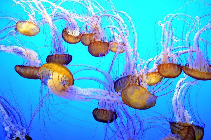 Sea nettle jelly fish, Monterey Bay Aquarium, California