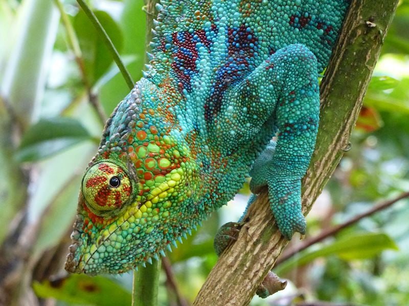 Panther Chameleon, Madagascar