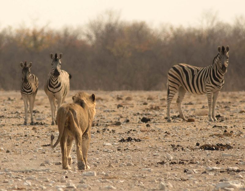 Etosha National Park