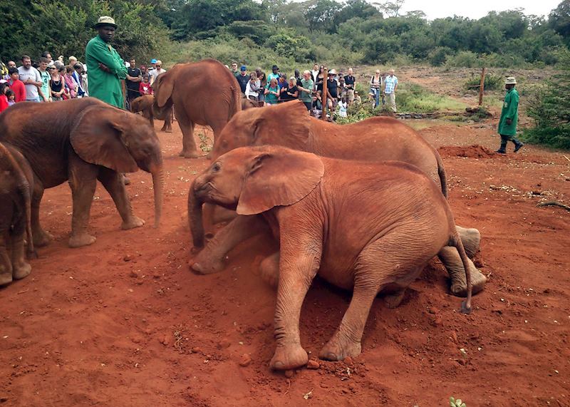 Lemoyian wrestling with the other elephants