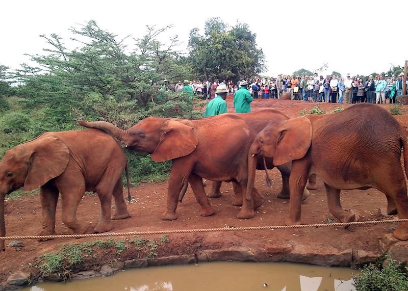 Lemoyian (centre) with the other elephants and his keepers