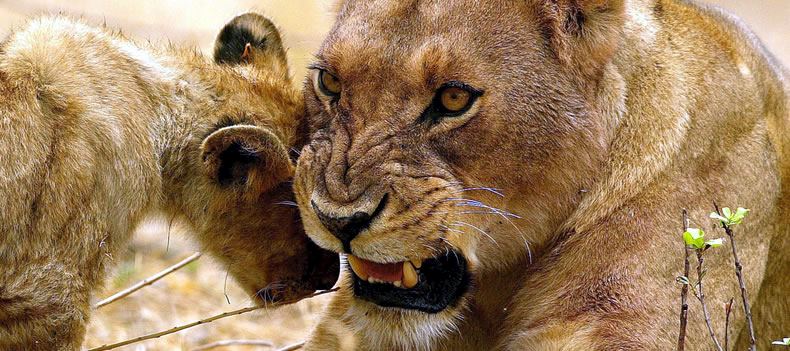 A female lion and her cub in Botswana's Okavango Delta