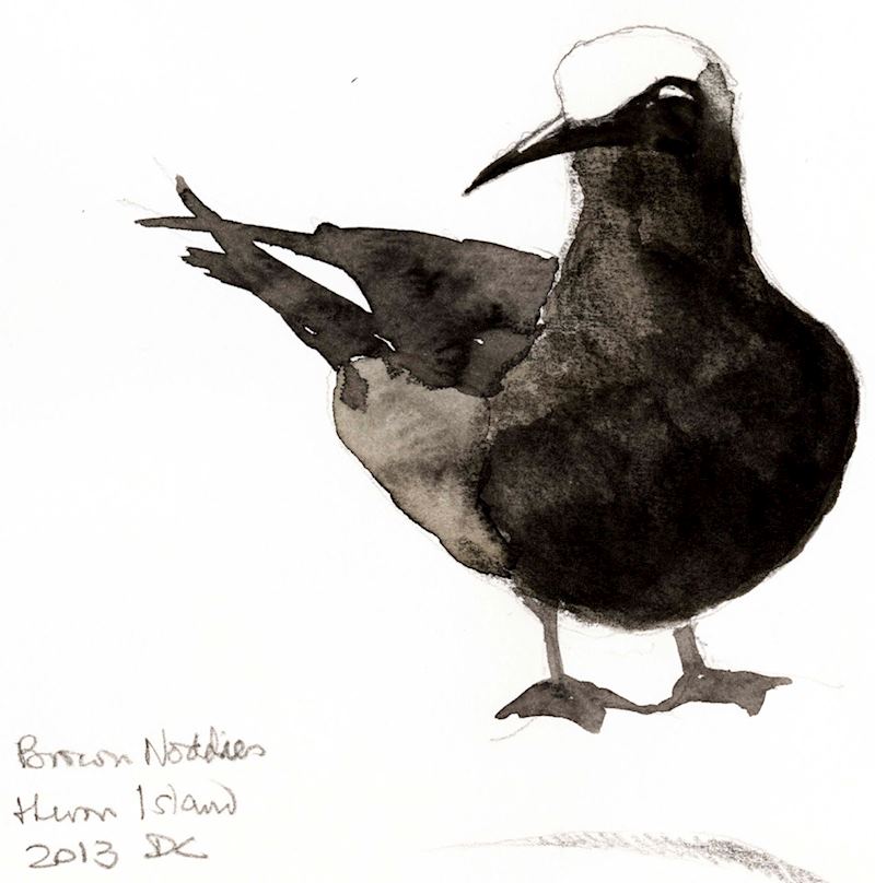 Black Noddy, Heron Island - © David Coleman, All rights reserved
