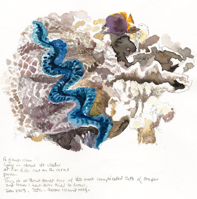 Giant clam, Heron Island - © David Coleman, All rights reserved