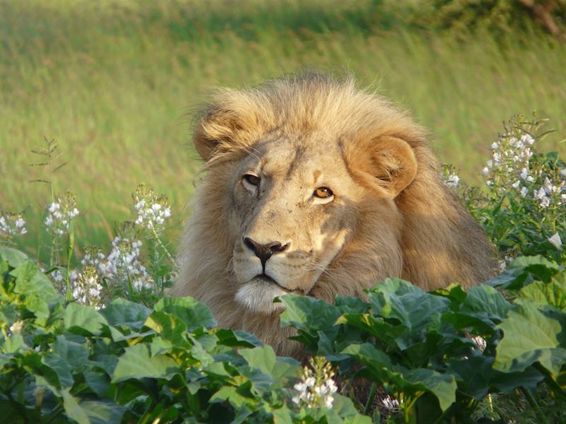 Lion in Etosha National Park, Namibia