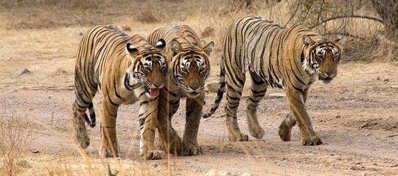 Tigers, Ranthambhore National Park