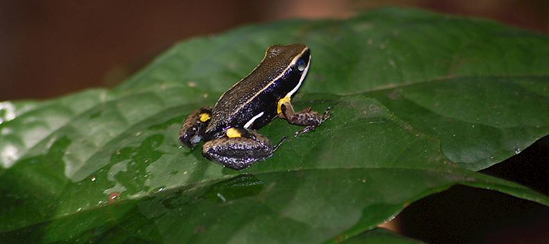 Amazon tree frog