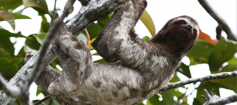 Sloth in the Peruvian Amazon
